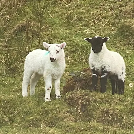 Апартаменты Wild Atlantic Way Cove View Ballyara *