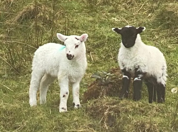 아파트 Wild Atlantic Way Cove View Ballyara *